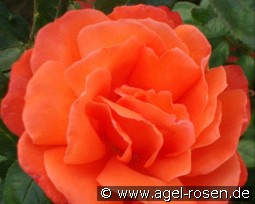 Joro kaufen, clicken für mehr Details Joro