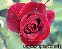 Josephine Bruce kaufen, clicken für mehr Details Josephine Bruce