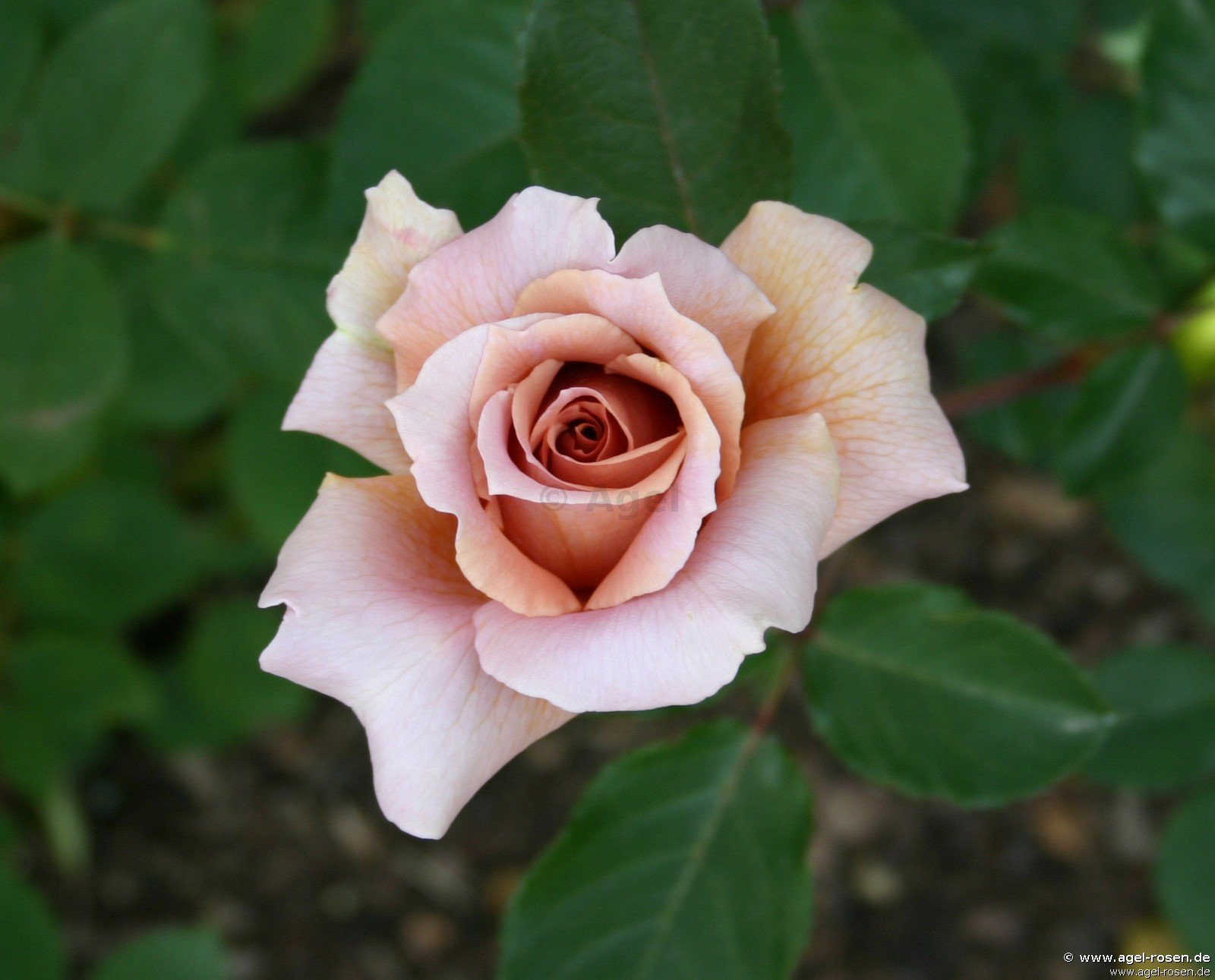 Rose ‘Julia‘s Rose‘ (wurzelnackte Rose)