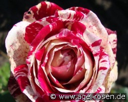 Julio Iglesias kaufen, clicken für mehr Details Julio Iglesias