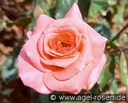 Junge Liebe kaufen, clicken für mehr Details Junge Liebe