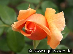 Just Joey kaufen, clicken für mehr Details Just Joey