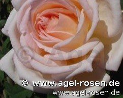 Rose ‘Karl Heinz Hanisch syn  Jardins de Bagatelle‘ (5-Liter Topf)