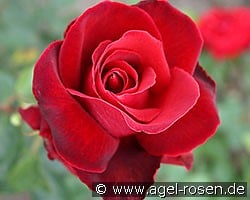 Karneol kaufen, clicken für mehr Details Karneol