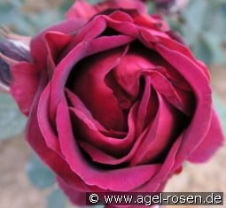 Katharina Metzger kaufen, clicken für mehr Details Katharina Metzger