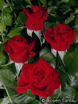 Kavalier syn. Gustav Mahler kaufen, clicken für mehr Details Kavalier syn. Gustav Mahler