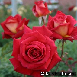 Kleopatra 1994 kaufen, clicken für mehr Details Kleopatra 1994