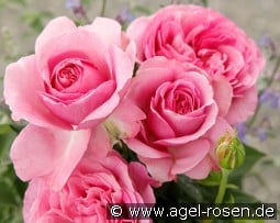 Königin Marie kaufen, clicken für mehr Details Königin Marie