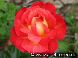 Kontrast kaufen, clicken für mehr Details Kontrast