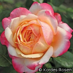 Kordes' Jubilee kaufen, clicken für mehr Details Kordes' Jubilee