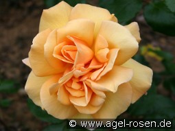 Kupferkönigin kaufen, clicken für mehr Details Kupferkönigin