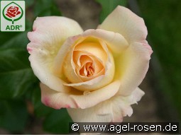 La Perla kaufen, clicken für mehr Details La Perla