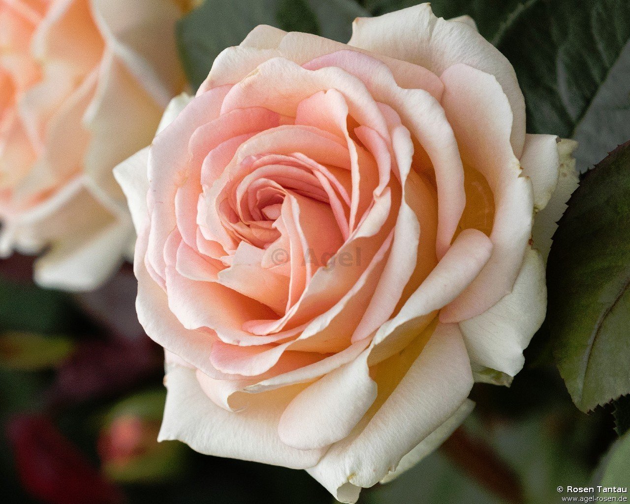 Rose ‘Lady Capri‘ (wurzelnackte Rose)