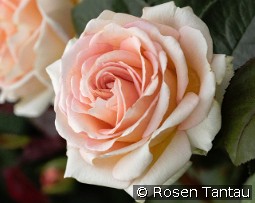 Lady Capri kaufen, clicken für mehr Details Lady Capri