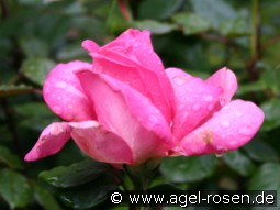 Lady Like kaufen, clicken für mehr Details Lady Like