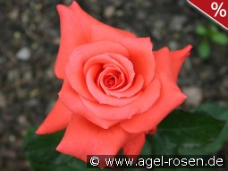 Lady Rose