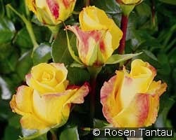 Ladybird kaufen, clicken für mehr Details Ladybird