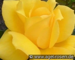 Landora kaufen, clicken für mehr Details Landora