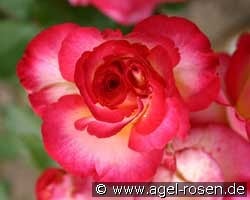 Leo Ferre kaufen, clicken für mehr Details Leo Ferre