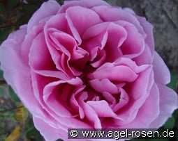 Li Parfum kaufen, clicken für mehr Details Li Parfum