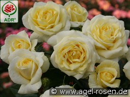 Limona kaufen, clicken für mehr Details Limona