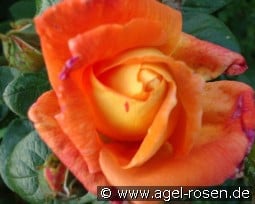 Louis de Funès syn Charleston 88 kaufen, clicken für mehr Details Louis de Funès syn Charleston 88