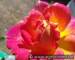 Lustige kaufen, clicken für mehr Details Lustige