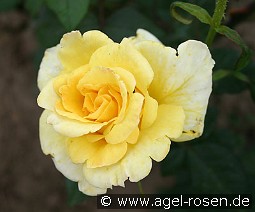 Mabella kaufen, clicken für mehr Details Mabella