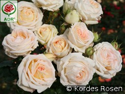 Madame Anisette kaufen, clicken für mehr Details Madame Anisette