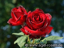 Madame Delbard kaufen, clicken für mehr Details Madame Delbard