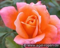 Magdeburg kaufen, clicken für mehr Details Magdeburg