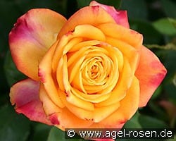 Magma kaufen, clicken für mehr Details Magma