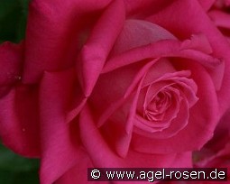 Mainauduft kaufen, clicken für mehr Details Mainauduft