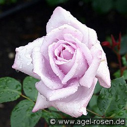 Mainzer Fastnacht kaufen, clicken für mehr Details Mainzer Fastnacht