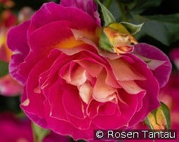 Maleica kaufen, clicken für mehr Details Maleica