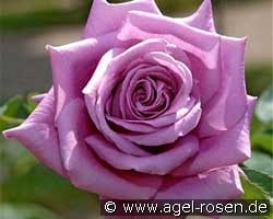 Mamy Blue kaufen, clicken für mehr Details Mamy Blue