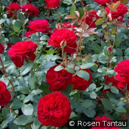 Marlene kaufen, clicken für mehr Details Marlene