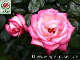 Maxim kaufen, clicken für mehr Details Maxim