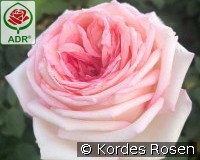 Meine Rose kaufen, clicken für mehr Details Meine Rose