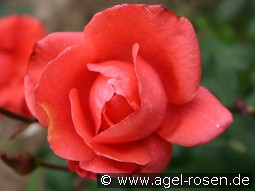 Melodie kaufen, clicken für mehr Details Melodie