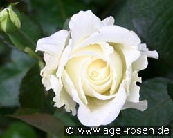 Memoire kaufen, clicken für mehr Details Memoire