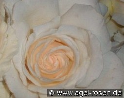 Metro kaufen, clicken für mehr Details Metro