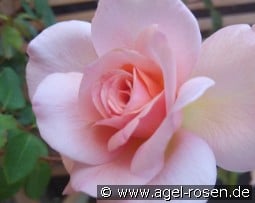 Michèle Meilland kaufen, clicken für mehr Details Michèle Meilland