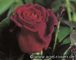 Mildred Scheel kaufen, clicken für mehr Details Mildred Scheel