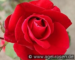 Mister Lincoln kaufen, clicken für mehr Details Mister Lincoln