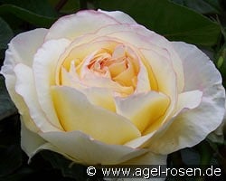 Mitsouko kaufen, clicken für mehr Details Mitsouko