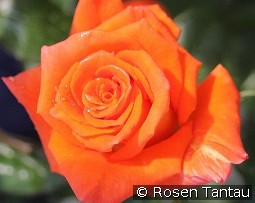 Monica kaufen, clicken für mehr Details Monica