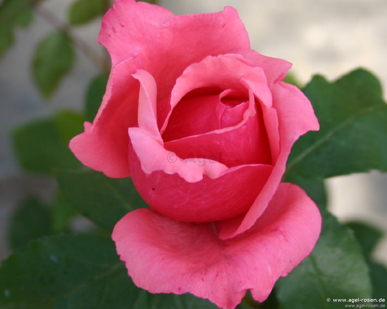 Rose ‘Montezuma‘ (wurzelnackte Rose)