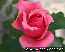 Montezuma kaufen, clicken für mehr Details Montezuma