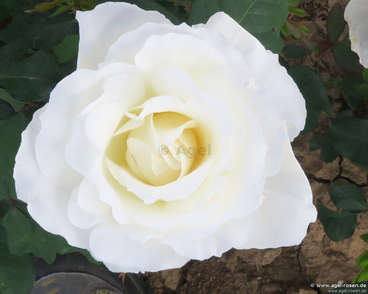 Rose ‘Mount Shasta‘ (5-Liter Topf)